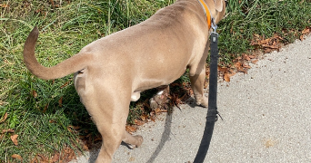 maëlys pet sitter à BLAMONT 25310_4