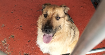 aurélie pet sitter à Dreux 28100_10