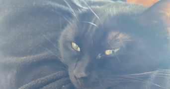 inssaf pet sitter à PONTOISE 95300_6