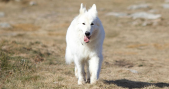 ludivine dog sitter à SANNOIS 95110_2