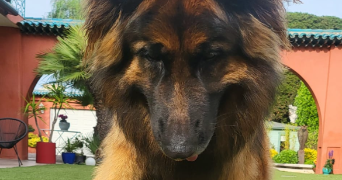 emma pet sitter à MOUGINS 06250_5