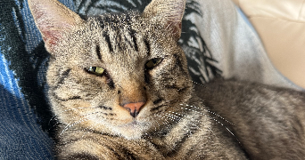 emma pet sitter à STRASBOURG 67100_1