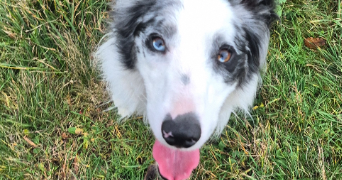 jessica pet sitter à CHAMPIS 07440_5