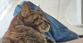 clemence pet sitter à ST BENOIT 86280_1