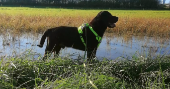 aurelie pet sitter à FRAIZE 88230_2