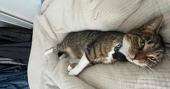raphaëlle pet sitter à LILLE 59000_1