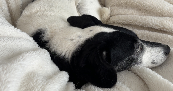 eve pet sitter à BOUCHAIN 59111_4