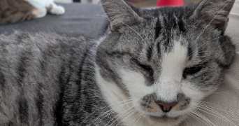 marine pet sitter à ST GEORGES SUR ALLIER 63800_0