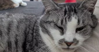 marine pet sitter à ST GEORGES SUR ALLIER 63800