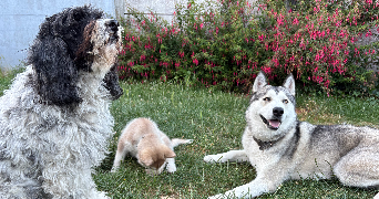 melissa pet sitter à VIS EN ARTOIS 62156_1