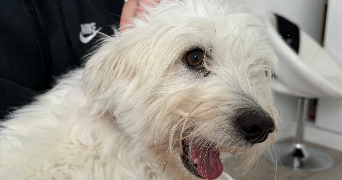 mathys dog sitter à CHANTEPIE 35135_6