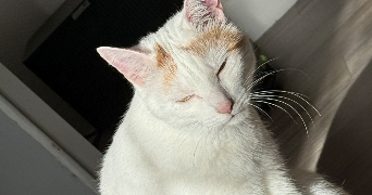 mikail pet sitter à BAVILLIERS 90800_0