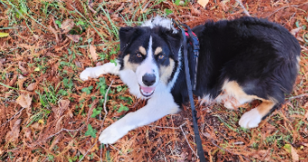 hanane pet sitter à MANOSQUE 04100_0