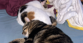anna pet sitter à AGDE 34300_1