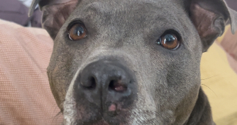 tiphaine pet sitter à PALAISEAU 91120_12