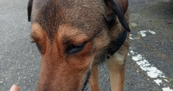 sharon pet sitter à BORDEAUX 33000_0