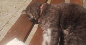 morgane pet sitter à PARIS 13 75013_2