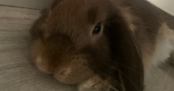 angelina pet sitter à LAXOU 54520_2