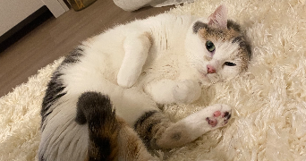 ludivine pet sitter à RENNES 35000_3