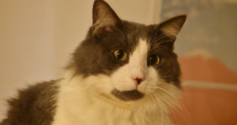 julia pet sitter à ARTIGUES PRES BORDEAUX 33370_0