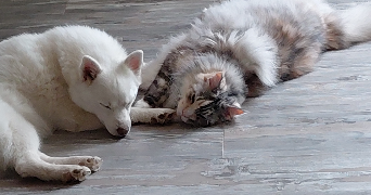 carine pet sitter à ST JUST CHALEYSSIN 38540_1