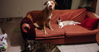 charlène pet sitter à Mantes-la-Ville 78711_6