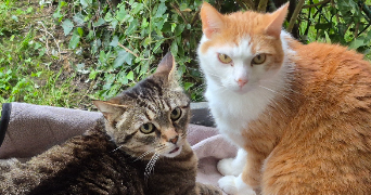 jose pet sitter à ST CYR SUR LOIRE 37540_1