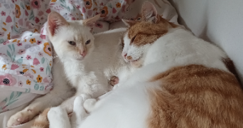 océane pet sitter à LABARTHE SUR LEZE 31860_4