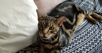 ana paula cat sitter à BEZONS 95870_5