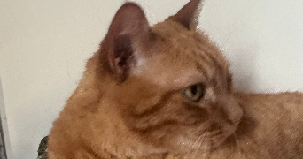 lucie pet sitter à BOULOGNE BILLANCOURT 92100_1