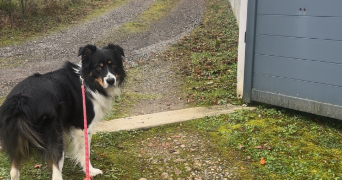 lila pet sitter à LES LILAS 93260_0