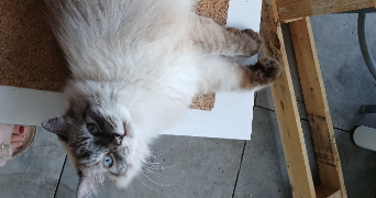 christine pet sitter à AIX EN PROVENCE 13090_1
