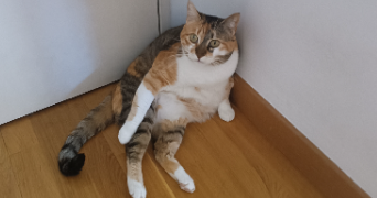 lucie pet sitter à TOULOUSE 31400_0