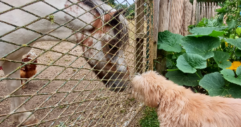 lucie pet sitter à BECON LES GRANITS 49370_8