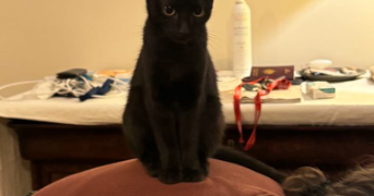 lucie pet sitter à PARIS 18 75018_4