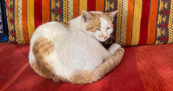 yona pet sitter à LE CANNET 06110_3