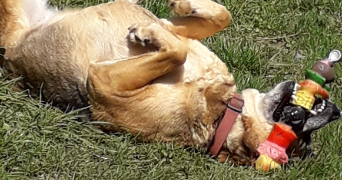 chrystelle pet sitter à ST MARTIN DES NOYERS 85140_2