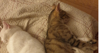 lina pet sitter à TOURS 37200_0