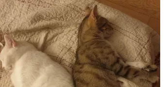 lina pet sitter à TOURS 37200