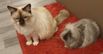 natacha pet sitter à CARNOULES 83660_3