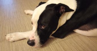 sonia pet sitter à MONTPELLIER 34000_2