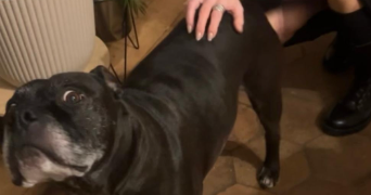 angélique  pet sitter à BOYNES 45300_8