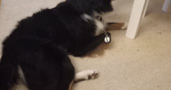 irfan pet sitter à EPINAY SUR ORGE 91360_2