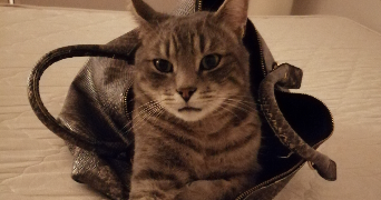 marion pet sitter à LE HAVRE 76620_5