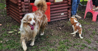 marlene pet sitter à AUNEAU BLEURY ST SYMPHORIEN 28700_8