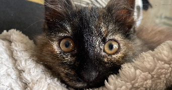 mael pet sitter à LA GARENNE COLOMBES 92250_2