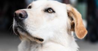 marion pet sitter à Longage 31470_2