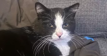 brigitte pet sitter à PERSAN 95340