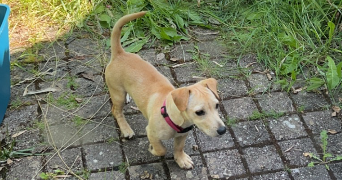 shaina pet sitter à Saint brieuc 22000_2