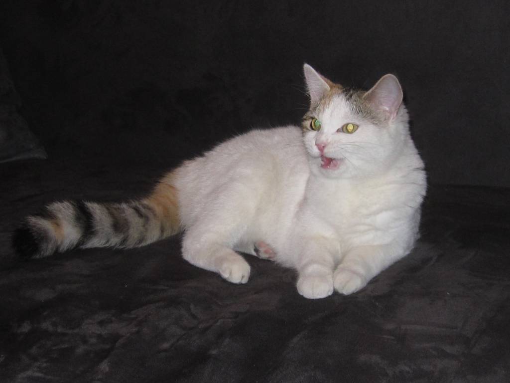 elodie pet sitter à GRASSE 06130_0